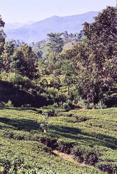 Femmes cueillant le thé dans une plantation.