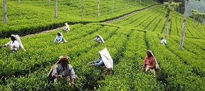 Sri Lanka