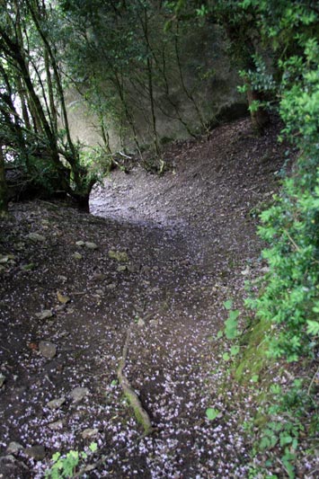 Chemin des Rapiettes