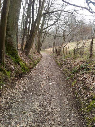 Sentier forestier