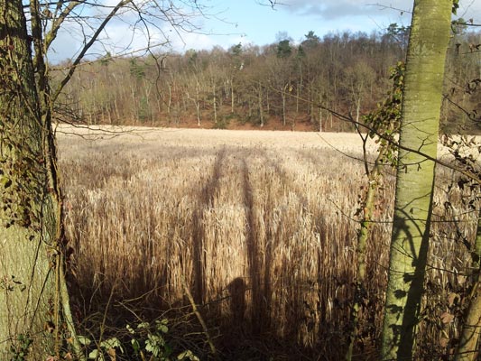 Miscanthus