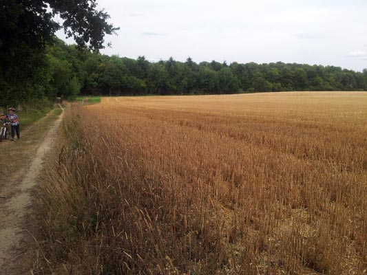 Champ de blé