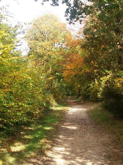 Forêt de Bord