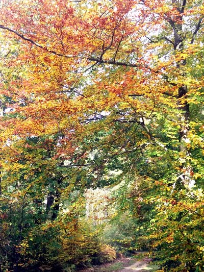 Forêt de Bord