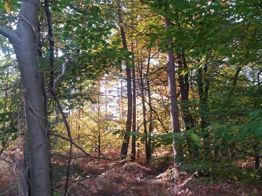 Forêt de Bord