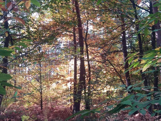 Forêt de Bord