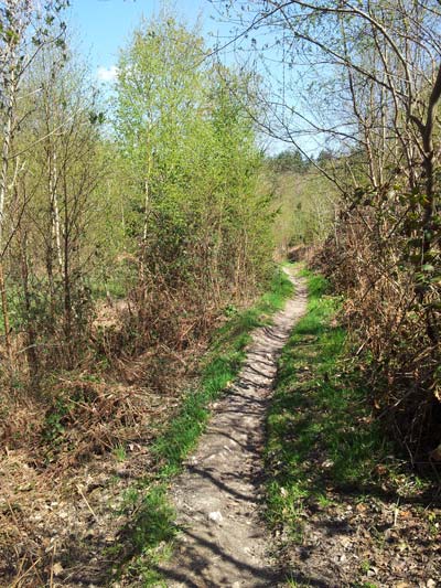 Sentier forestier