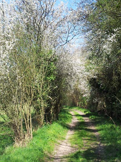 Chemin fleuri