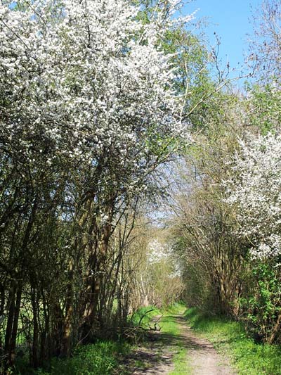 Chemin fleuri