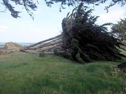 Chute d'arbre