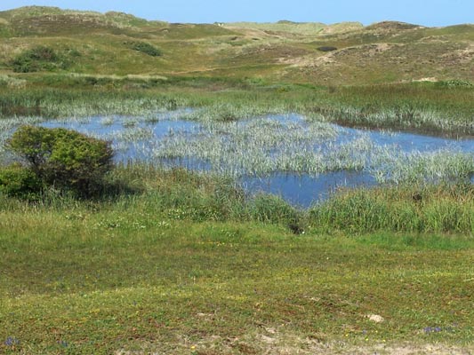 Dunes de Biville