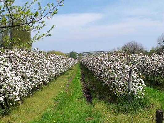 Floraison printanière